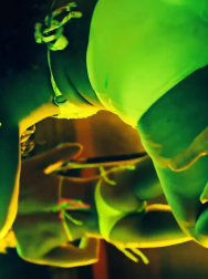 cap_002965.jpg