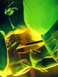 cap_002966.jpg