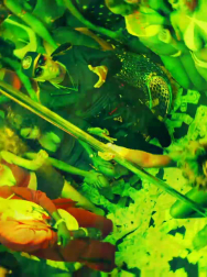 cap_003061.jpg