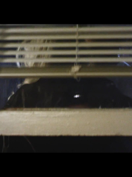 cap_001328.jpg
